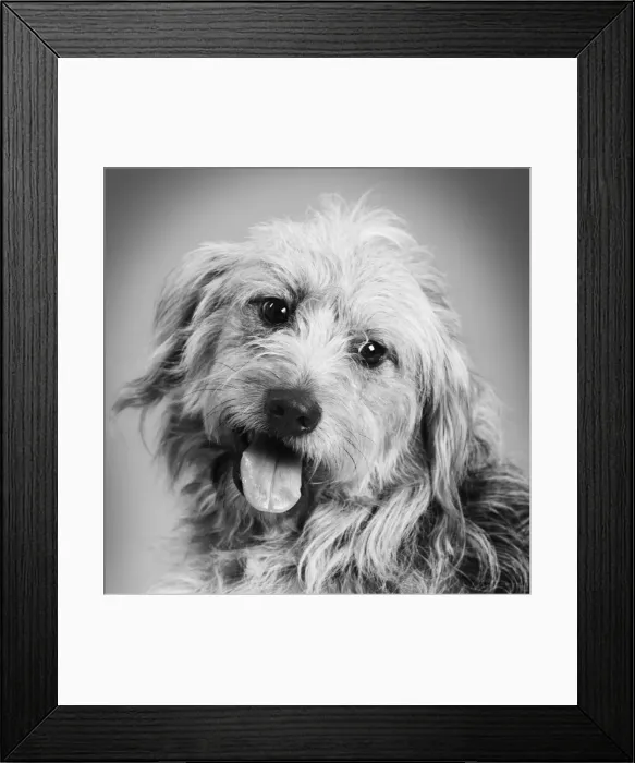 Framed Print : Dog - Mongrel in studio Digital Manipulation: B&W Framed Print : Dog - Mongrel in studio Digital Manipulation: B&W