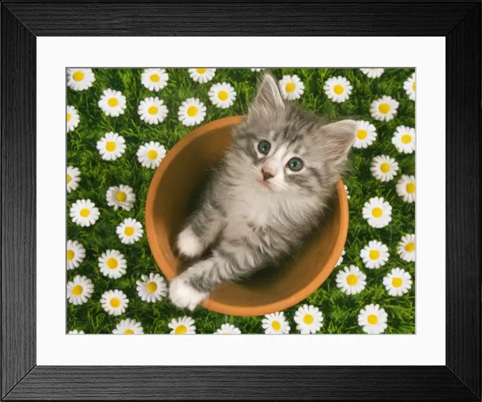 Framed Print : Cat - Norwegian forest kitten in flowerpot with flowers Digital Manipulation: added extra flowers Framed Print : Cat - Norwegian forest kitten in flowerpot with flowers Digital Manipulation: added extra flowers