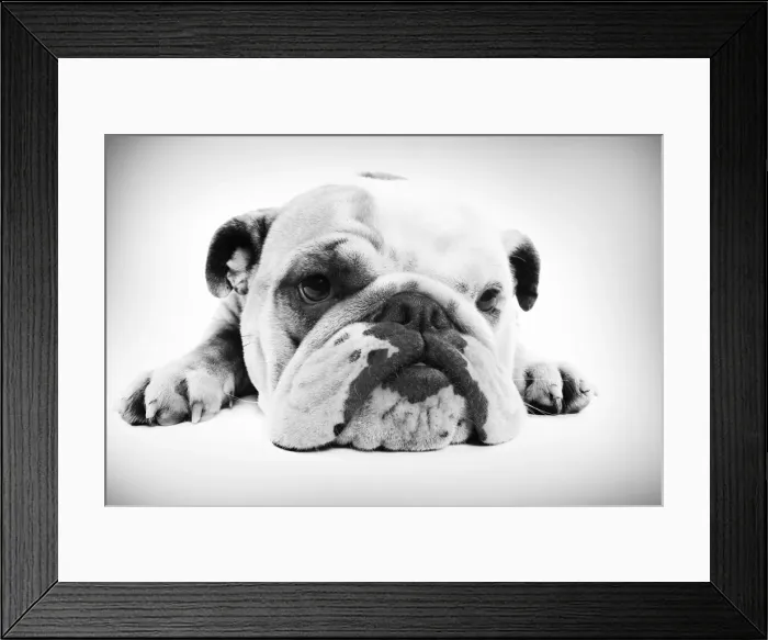 Framed Print : English Bulldog - lying in studio Digital Manipulation: B&W Framed Print : English Bulldog - lying in studio Digital Manipulation: B&W