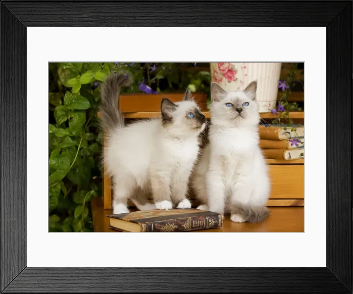Framed Print : Cat - two Birman kittens Framed Print : Cat - two Birman kittens