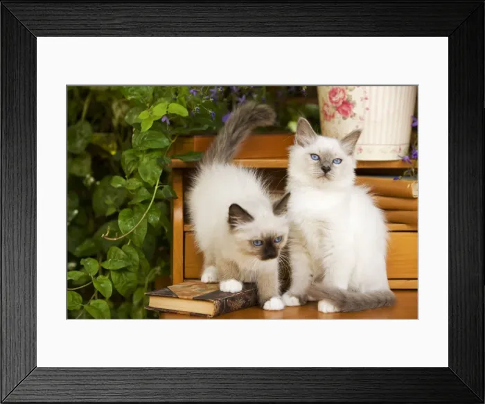 Framed Print : Cat - two Birman kittens Framed Print : Cat - two Birman kittens