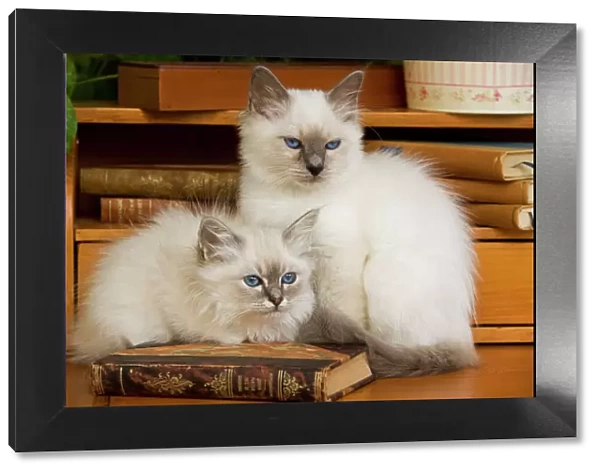 Cat - two Birman kittens