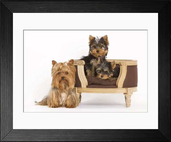 Framed Print : Dog - Yorshire Terrier - three in studio with chair Framed Print : Dog - Yorshire Terrier - three in studio with chair