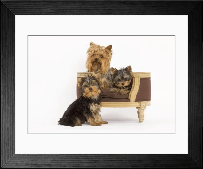 Framed Print : Dog - Yorshire Terrier - three in studio with chair Framed Print : Dog - Yorshire Terrier - three in studio with chair