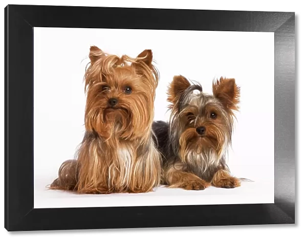 Dog - Yorshire Terrier - two in studio