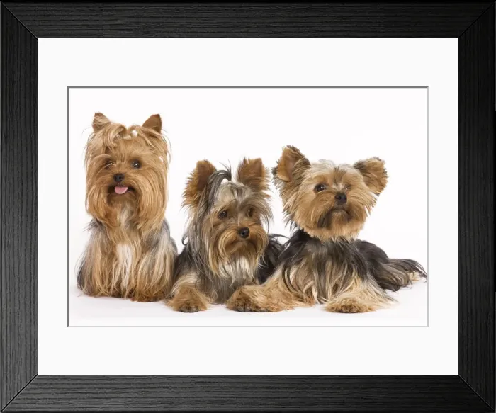 Framed Print : Dog - Yorshire Terrier - three in studio Framed Print : Dog - Yorshire Terrier - three in studio