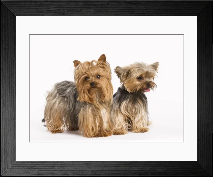 Framed Print : Dog - Yorshire Terrier - two in studio Framed Print : Dog - Yorshire Terrier - two in studio