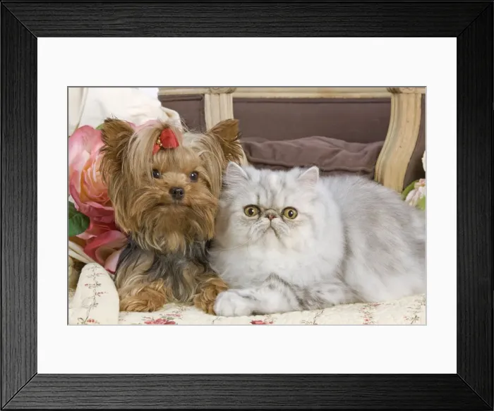 Framed Print : Dog - Yorkshire Terrier and Persian Cat Framed Print : Dog - Yorkshire Terrier and Persian Cat