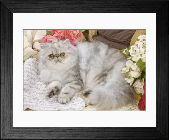 Framed Print : Cat - Persian Framed Print : Cat - Persian