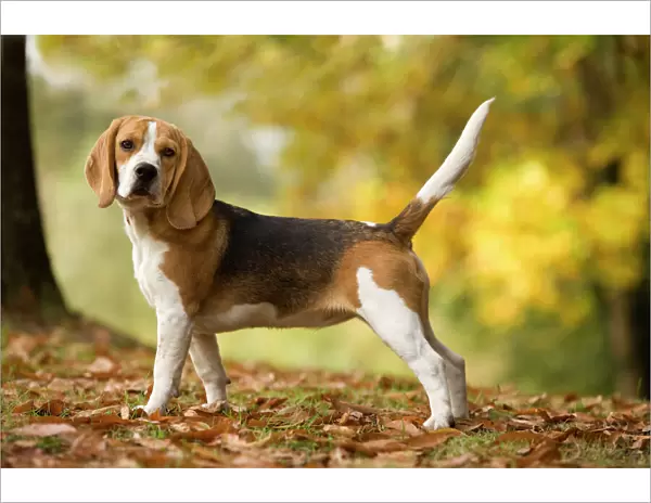 Dog - Beagle