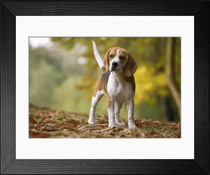 Framed Print : Dog - Beagle Framed Print : Dog - Beagle