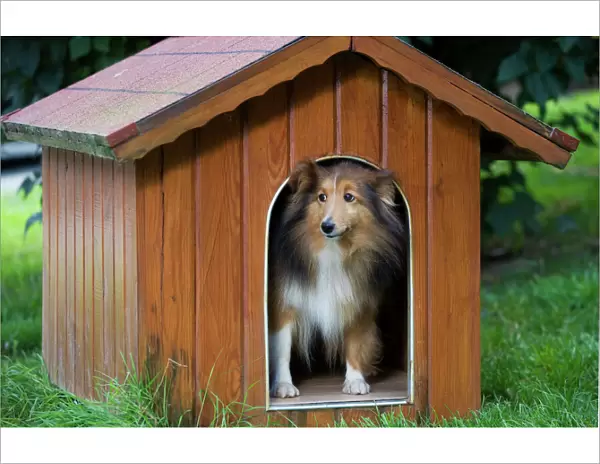 Dog - Shetland Sheepdog in kennel