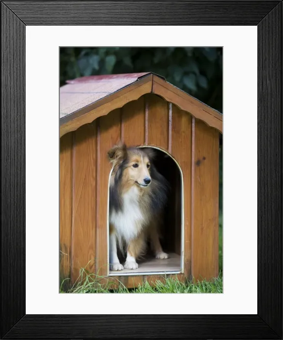 Framed Print : Dog - Shetland Sheepdog in kennel Framed Print : Dog - Shetland Sheepdog in kennel