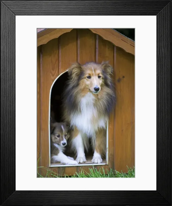 Framed Print : Dog - Shetland Sheepdog in kennel Framed Print : Dog - Shetland Sheepdog in kennel