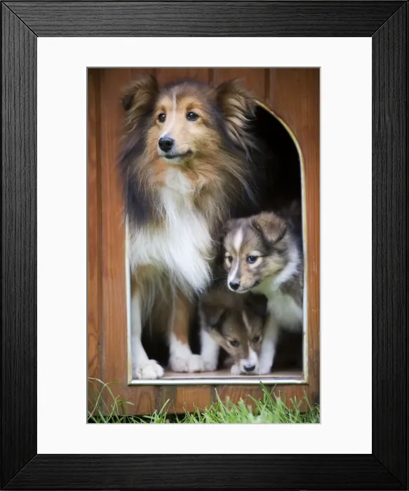 Framed Print : Dog - Shetland Sheepdog and puppies in kennel Framed Print : Dog - Shetland Sheepdog and puppies in kennel