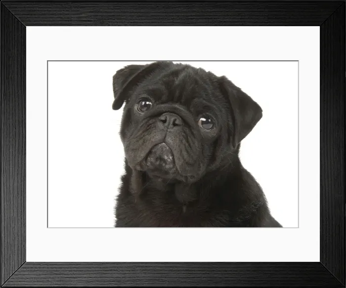 Framed Print : Dog - Pug in studio Framed Print : Dog - Pug in studio
