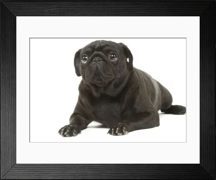 Framed Print : Dog - Pug in studio Framed Print : Dog - Pug in studio
