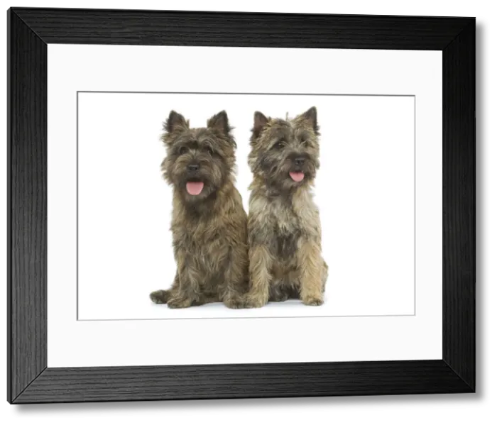 Framed Print : Dog - Cairn Terrier in studio Framed Print : Dog - Cairn Terrier in studio