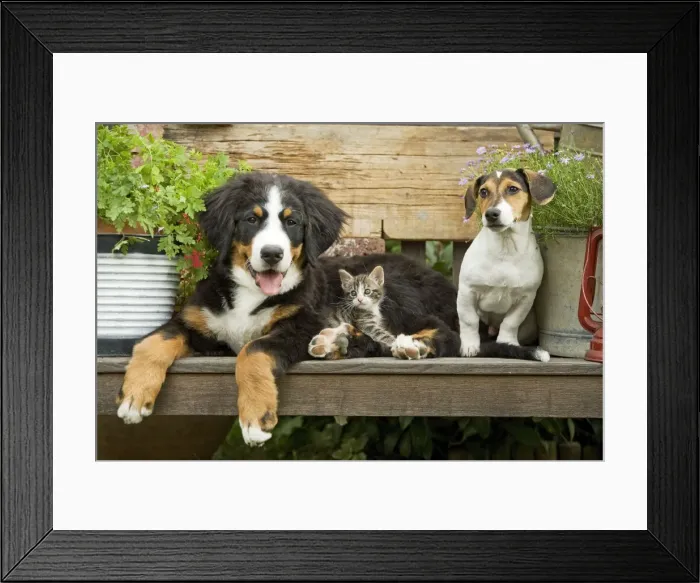 Framed Print : Dog - Bernese Mountain Dog, Jack Russell Terrier puppy and kitten sitting on bench Framed Print : Dog - Bernese Mountain Dog, Jack Russell Terrier puppy and kitten sitting on bench