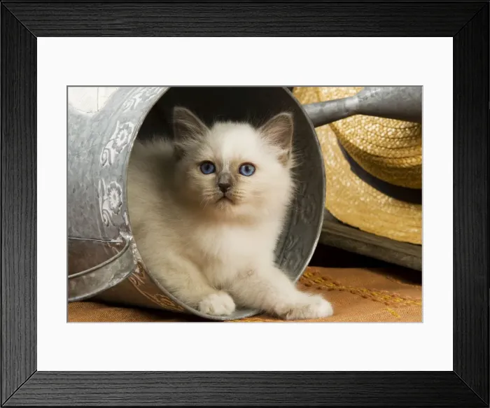 Framed Print : Cat - British Shorthair in watering can Framed Print : Cat - British Shorthair in watering can
