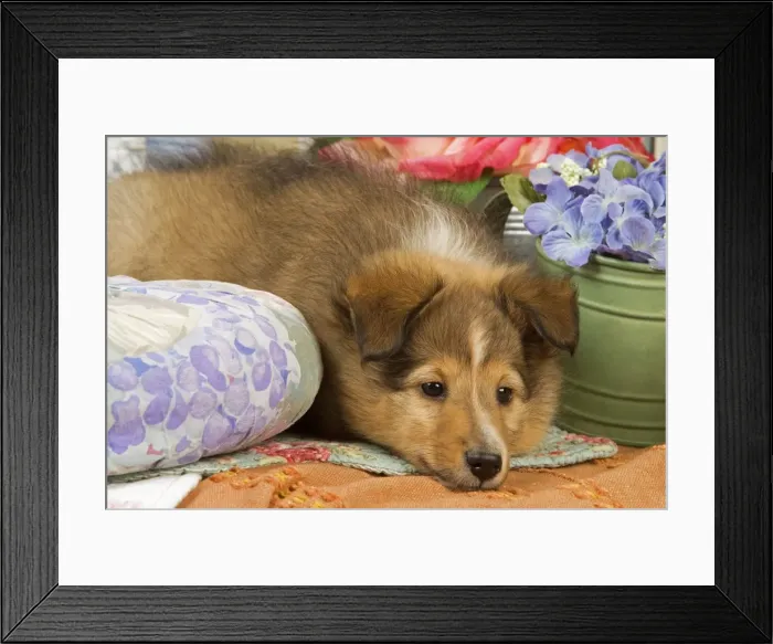 Framed Print : Dog - Shetland Sheepdog puppy Framed Print : Dog - Shetland Sheepdog puppy