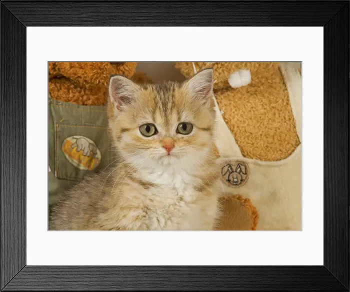 Framed Print : Cat - British Shorthair kitten Framed Print : Cat - British Shorthair kitten