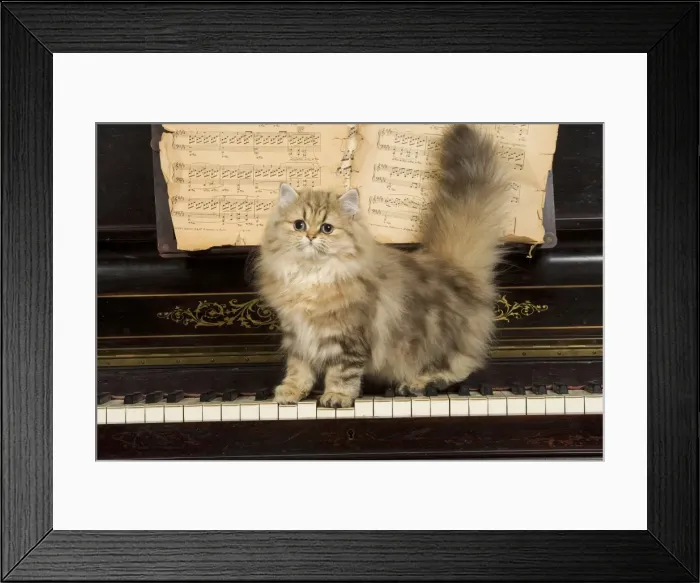 Framed Print : Persian Cat - on piano Framed Print : Persian Cat - on piano