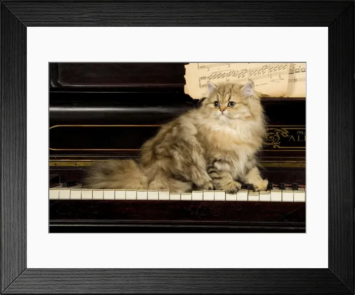 Framed Print : Persian Cat - on piano Framed Print : Persian Cat - on piano