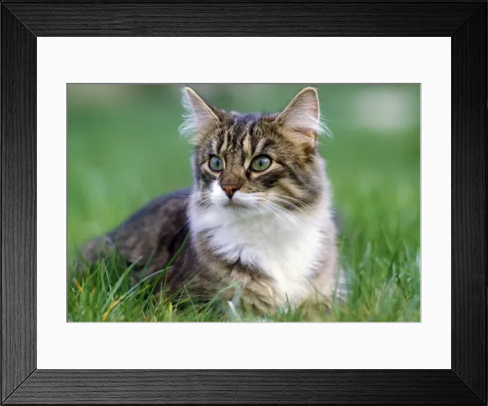 Framed Print : Norwegian Forsest Cat Framed Print : Norwegian Forsest Cat