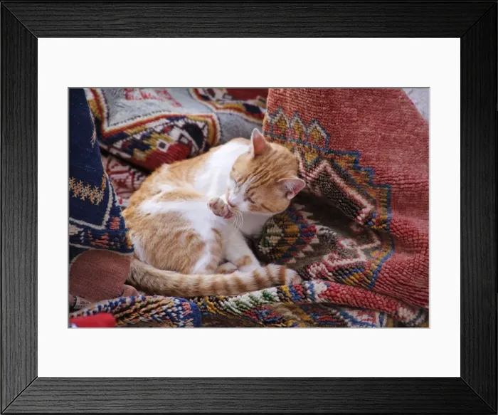 Framed Print : Ginger & white Cat - lying amongst pile of rugs. Morocco Framed Print : Ginger & white Cat - lying amongst pile of rugs. Morocco