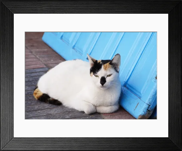 Framed Print : Cat - tortoiseshell & white lying by door. Morocco Framed Print : Cat - tortoiseshell & white lying by door. Morocco