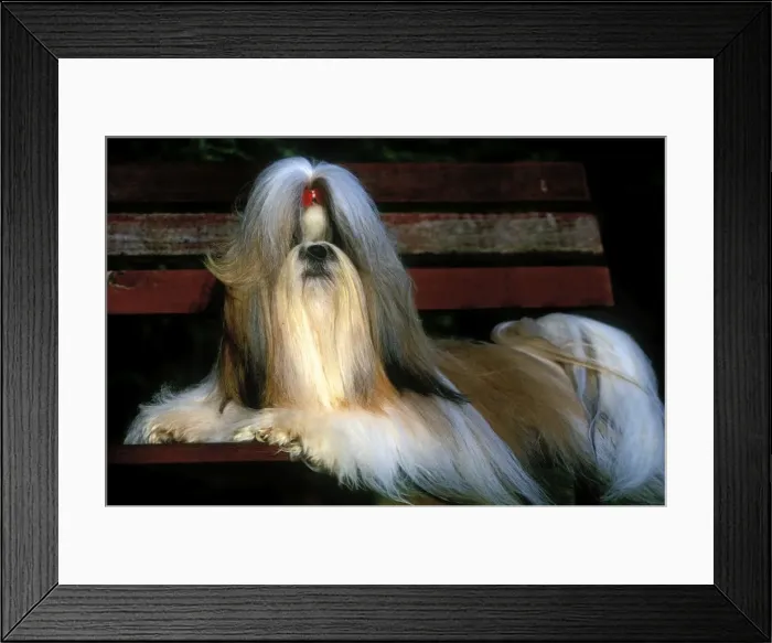 Framed Print : Dog - Shih Tzu - lying on bench Framed Print : Dog - Shih Tzu - lying on bench