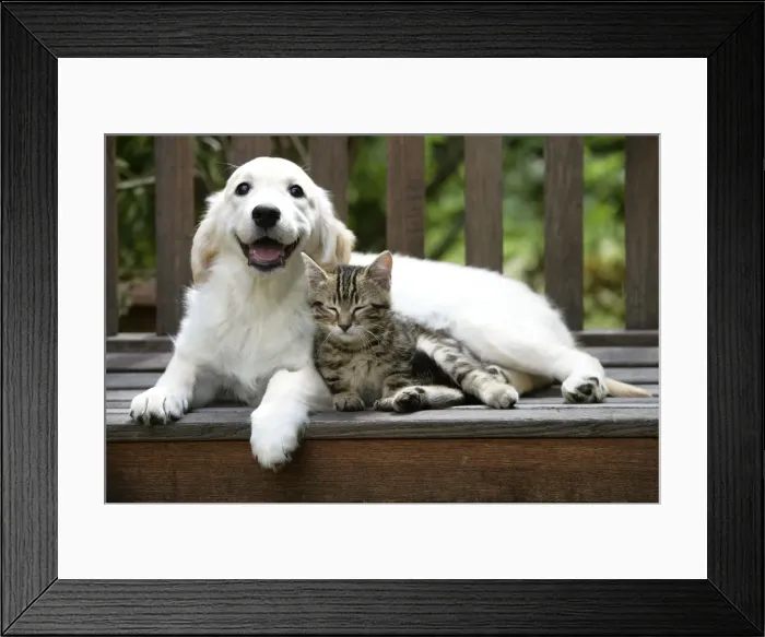 Framed Print : Golden Retriever - on bench with tabby kitten Framed Print : Golden Retriever - on bench with tabby kitten