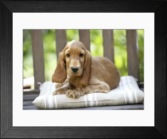 Framed Print : Dog - Cocker Spaniel Puppy on bench Framed Print : Dog - Cocker Spaniel Puppy on bench