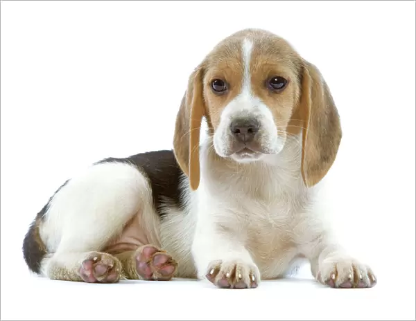 Dog - Beagle puppy in studio