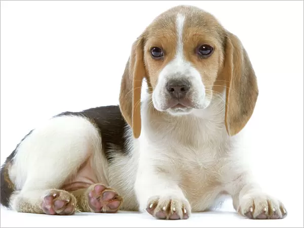 Dog - Beagle puppy in studio