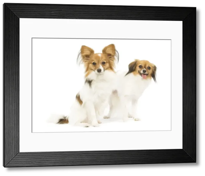 Framed Print : Dog - Papillon & Continental Toy Spaniel / Phalene (drop-eared Papillon) in studio Framed Print : Dog - Papillon & Continental Toy Spaniel / Phalene (drop-eared Papillon) in studio