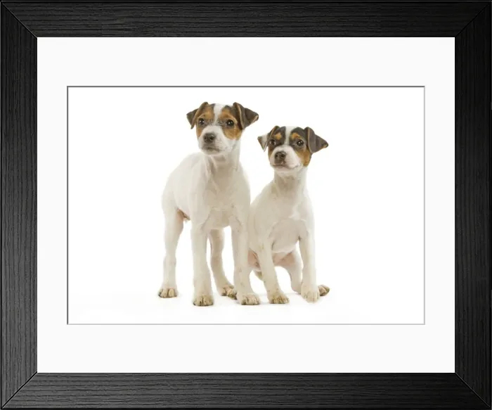 Framed Print : Dog - Jack Russell Terrier - two puppies in studio Framed Print : Dog - Jack Russell Terrier - two puppies in studio