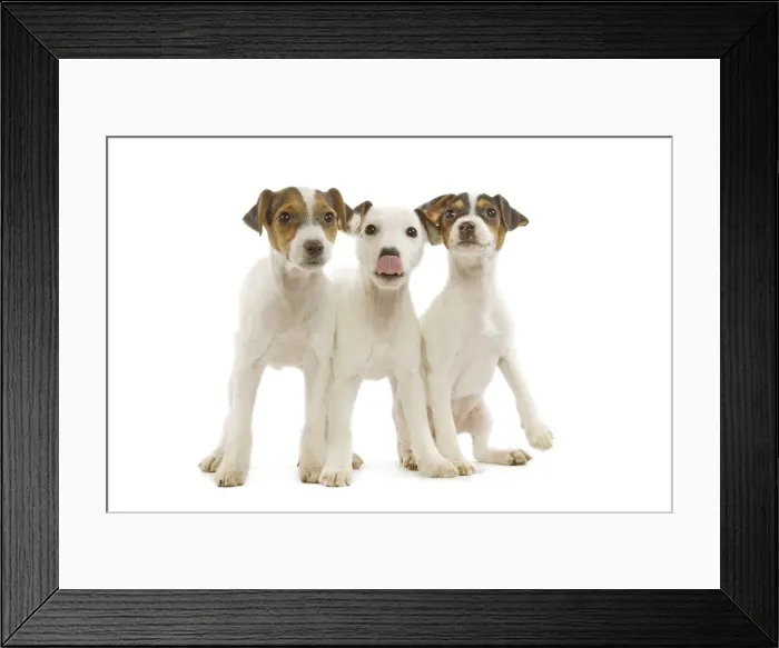Framed Print : Dog - Jack Russell Terrier - three puppies in studio Framed Print : Dog - Jack Russell Terrier - three puppies in studio