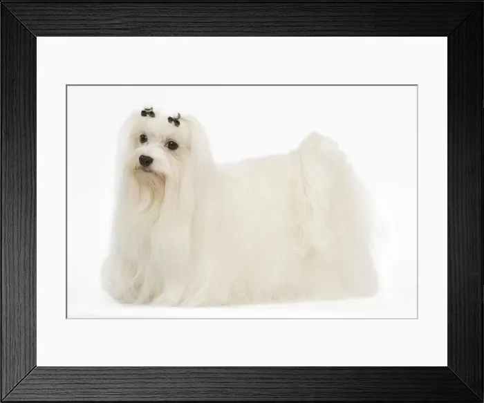 Framed Print : Dog - Bichon Maltese in studio Framed Print : Dog - Bichon Maltese in studio