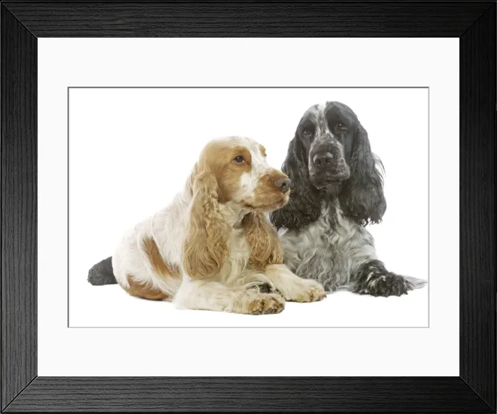 Framed Print : Dog - English Cocker Spaniels in studio Framed Print : Dog - English Cocker Spaniels in studio