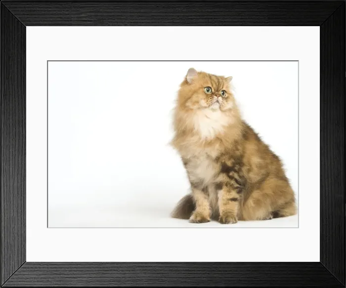 Framed Print : Cat - Golden Shaded Persian in studio Framed Print : Cat - Golden Shaded Persian in studio