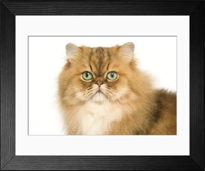 Framed Print : Cat - Golden Shaded Persian in studio Framed Print : Cat - Golden Shaded Persian in studio