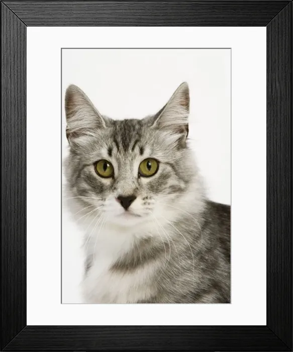 Framed Print : Nowegian Forest Cat - Silver mackerel tabby & white Framed Print : Nowegian Forest Cat - Silver mackerel tabby & white