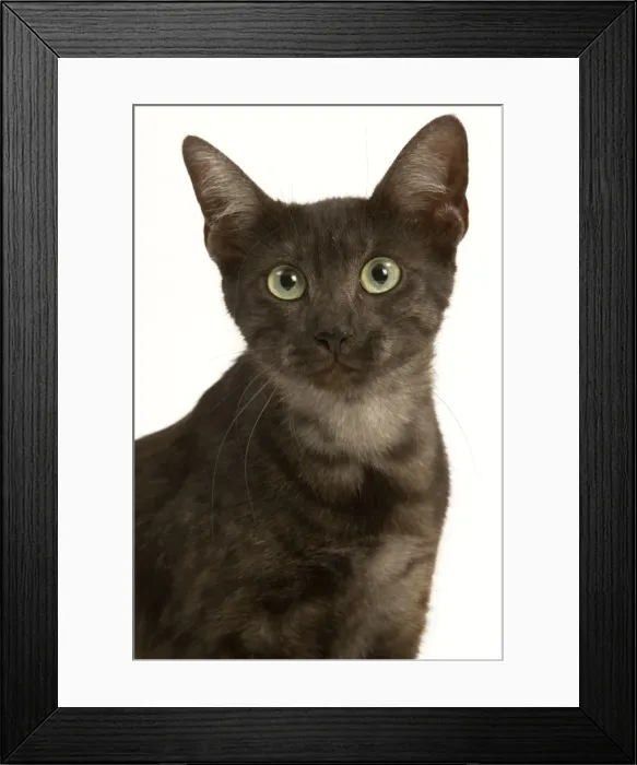 Framed Print : Cat - Egyptian Mau Framed Print : Cat - Egyptian Mau
