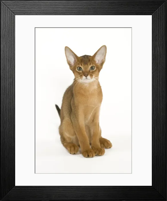 Framed Print : Cat - Abyssinian sitting in studio Framed Print : Cat - Abyssinian sitting in studio