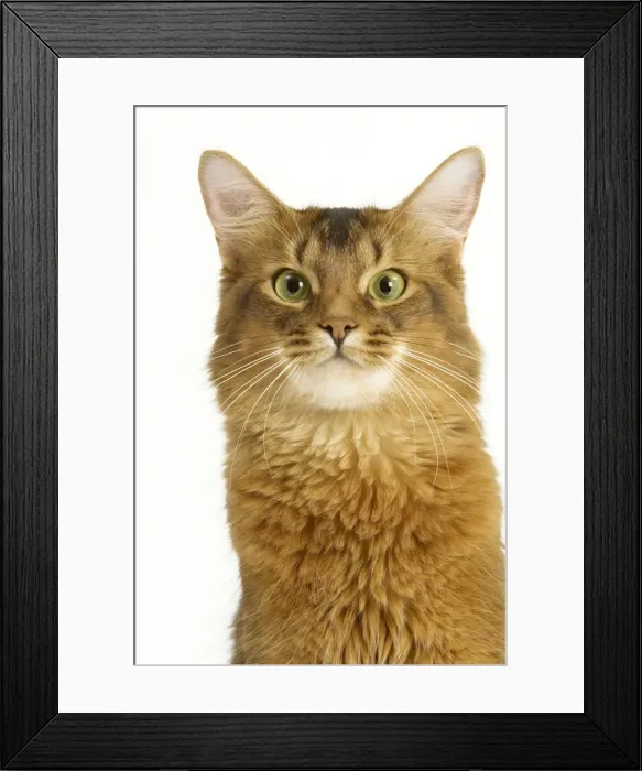 Framed Print : Cat - Somali in studio Framed Print : Cat - Somali in studio