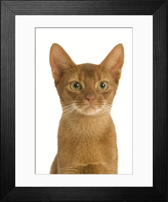 Framed Print : Cat - Sorrel Abyssinian in studio Framed Print : Cat - Sorrel Abyssinian in studio