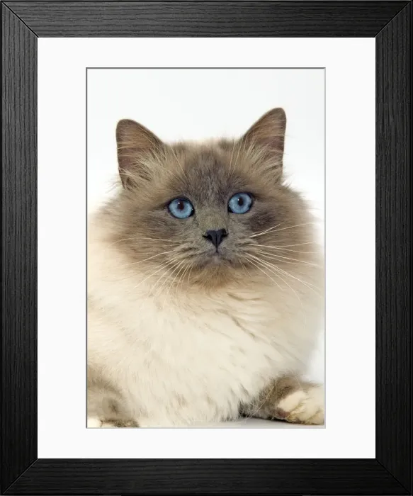 Framed Print : Cat - Birman cat in studio Framed Print : Cat - Birman cat in studio