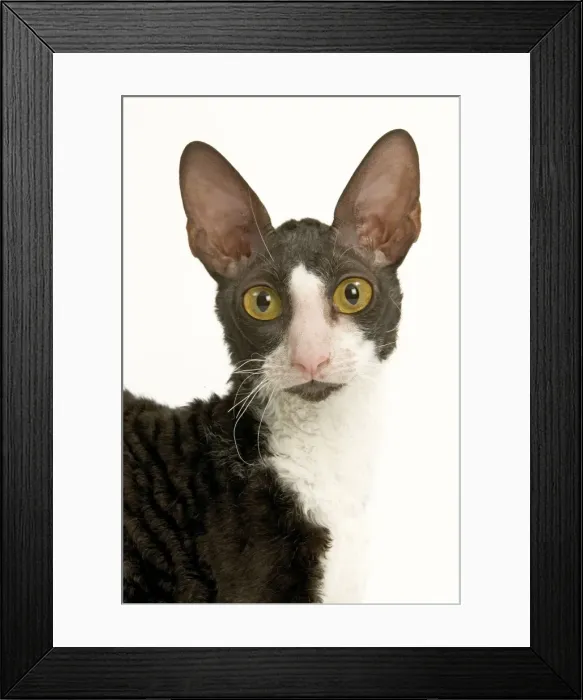 Framed Print : Cat - Cornish Rex bicolour black and white in studio Framed Print : Cat - Cornish Rex bicolour black and white in studio